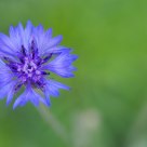 Blue Flower