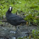 Eurasian Coot, Fulica atra.
