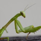 Mantis