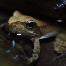 Agile frog (Rana Dalmatina)