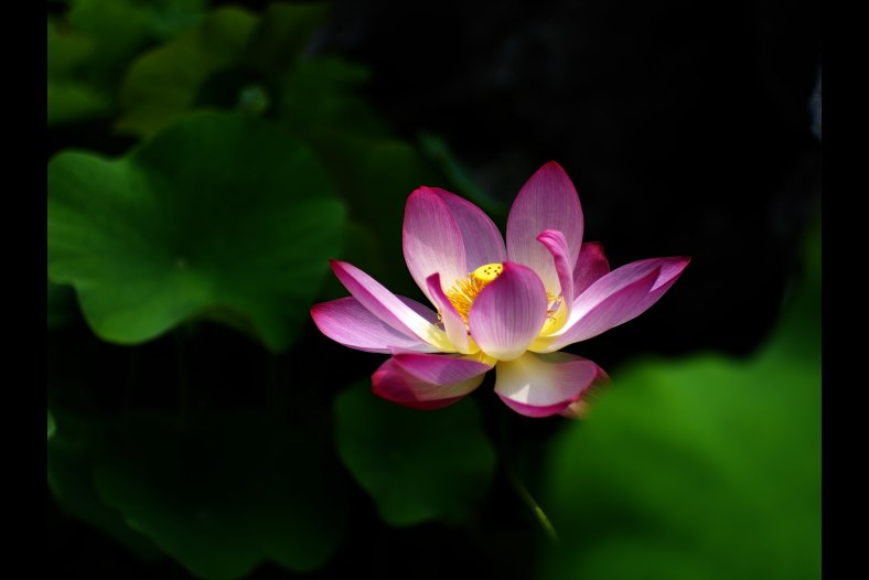 Lotus