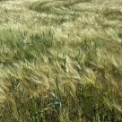 Moving field
