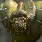 mamba