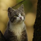 Pretty Kitty