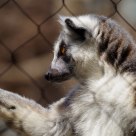 Lemur
