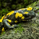 Salamandra salamandra
