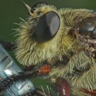 Tomato Fly Closeup