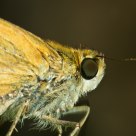 Undesirable Moth