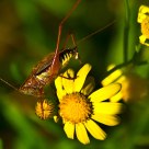 Grasshopper