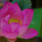 Elegant lotus