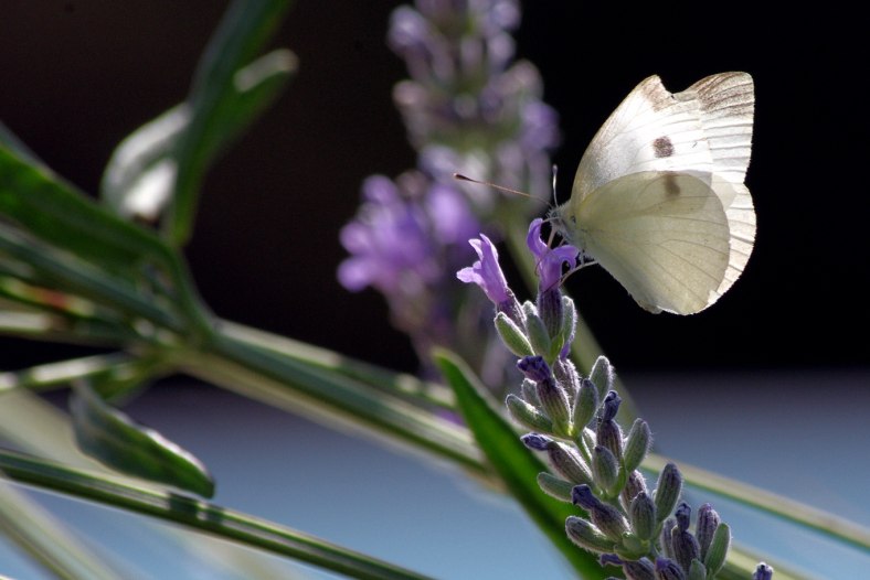 white butterfly