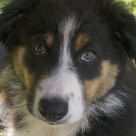Stella