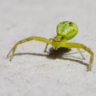 Crab Spider