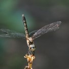Posing for a shot
