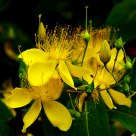 anonymous flower