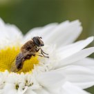 Portrait Bee
