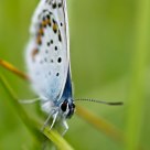 A little blue