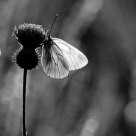 Transparence