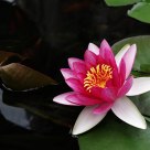 water lily