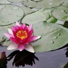 water lily