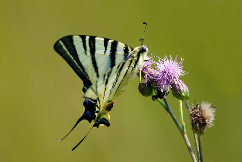 Nectar 2