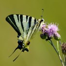 Nectar 2
