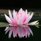 Waterlily