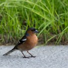Finch