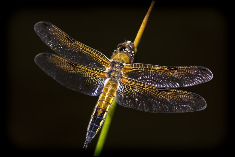 Dragonfly