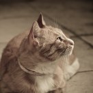 My beloved cat