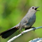 Catbird