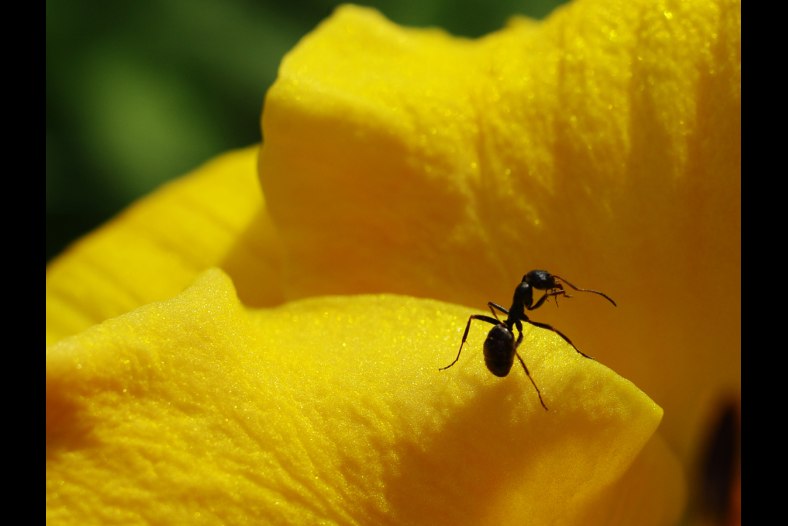 The ant