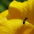 The ant