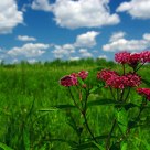 The flowers under the sunshine