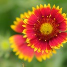 Orange Flower