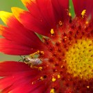 Bee&Flower
