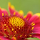 Flower Bud