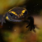 Hello world! (Young Salamander)