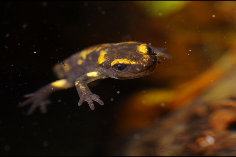 Young Salamander