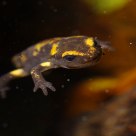Young Salamander