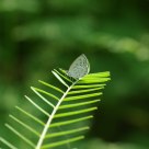 White butterfly