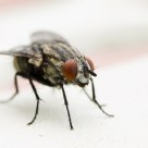 Fly