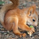 Baby red squirrel