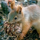 Red squirrel having lunch