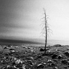 Lonely tree