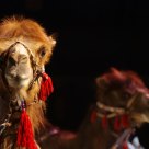Circuscamel