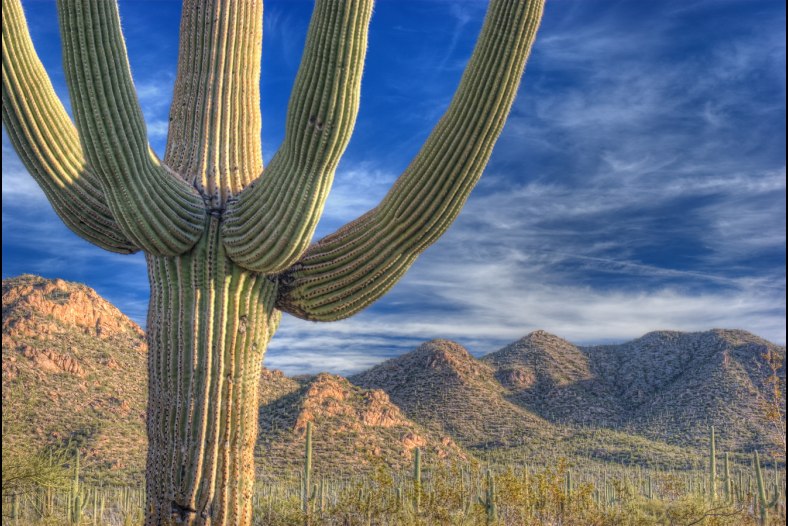 Saguaro Forest