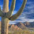 Saguaro Forest