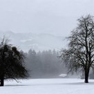Far from forest