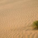 In the Desert